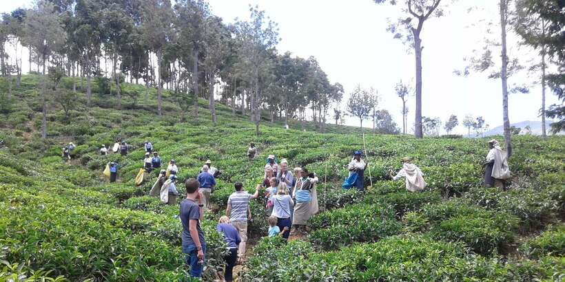 Tuk-Tuk Safari Liptons seat,Tea Fields Hike,TeaFactory Tour - A picnic lunch with a sensible weather backup