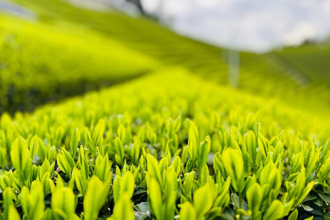 Uji and Wazuka Matcha Farm Half Day Private Guided Tour - From Uji Station to the tea valley