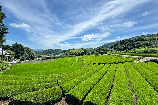 Uji and Wazuka Matcha Farm Half Day Private Guided Tour - Three or more teas, not just one matcha sample