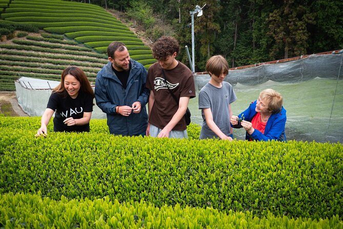 Uji and Wazuka Matcha Farm Half Day Private Guided Tour - Wazuka, where tea is part of the countryside