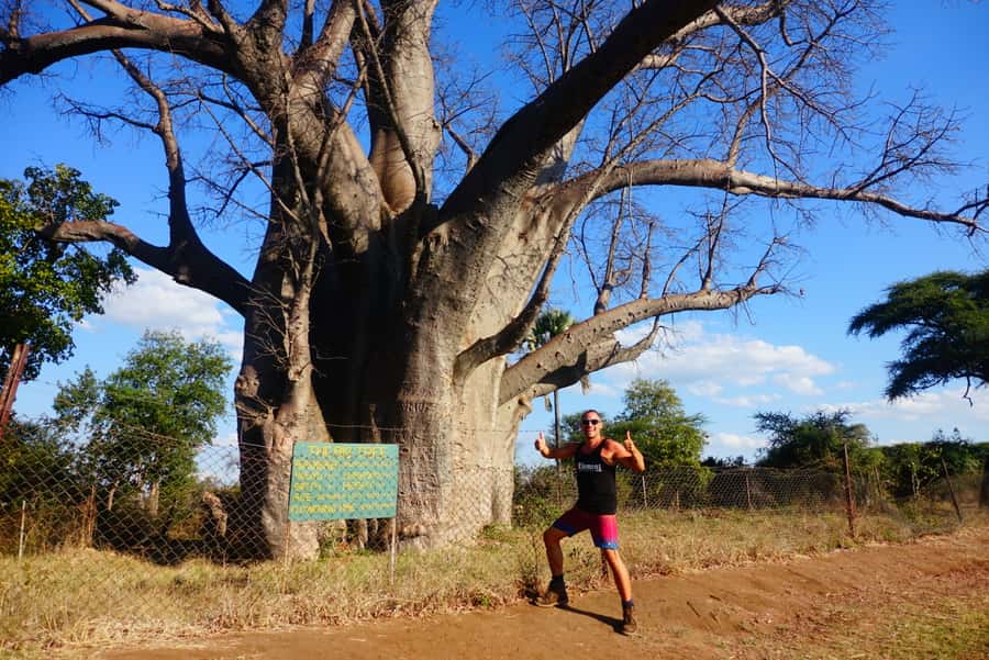 Victoria Falls: Cultural Tour with High Tea - The big tree recalls the early pioneers