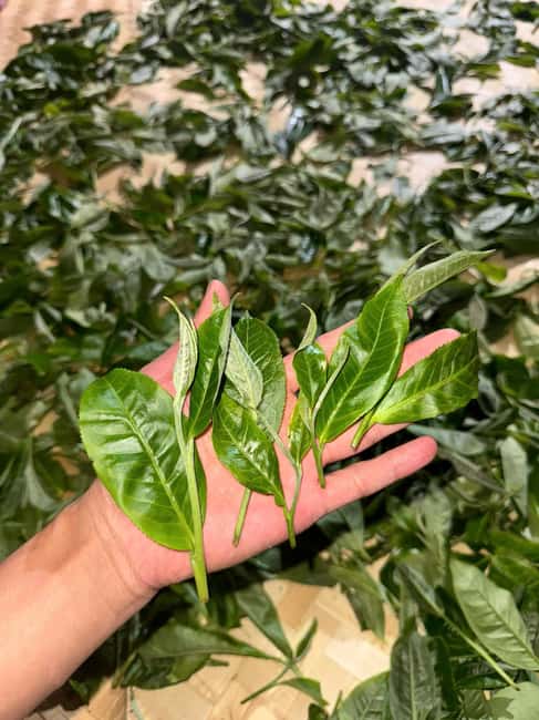 Vietnam Tea Tasting - Giang Egg Coffee & Train Street Visit - Option 3: afternoon tea, egg coffee, and optional lunch