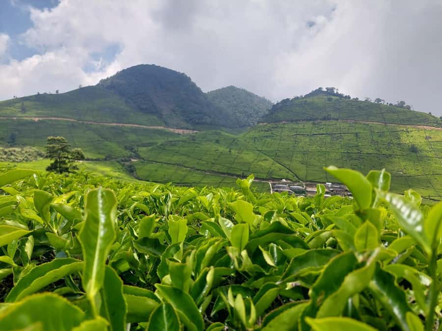 Volcano, Hot Spring, Mud Bath & Tea plantation all included - Why this makes a good Bandung day trip