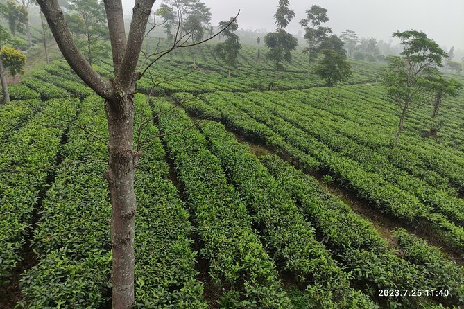 Volcano, Hot Spring, Tea Factory, rice fields and Coffee Tour - A short fruit stop with West Java flavor