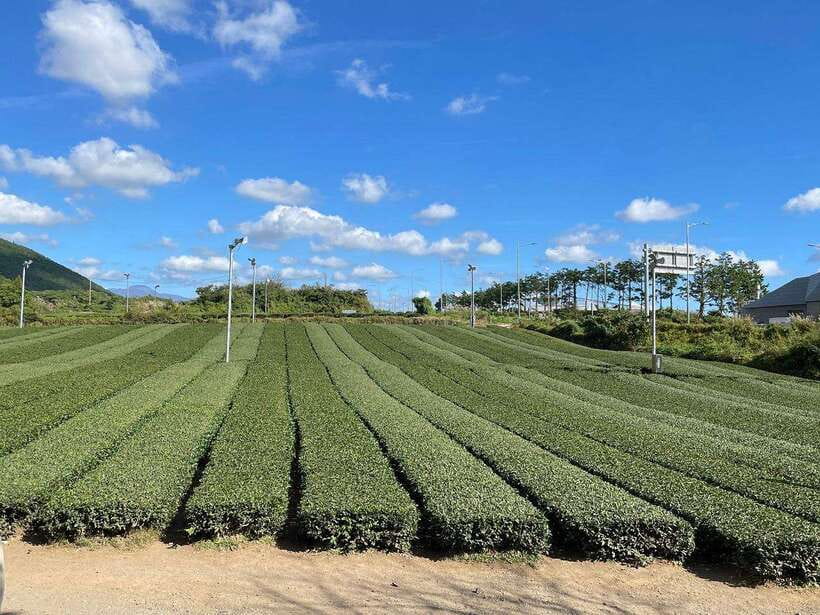 West & South Jeju: Hallasan Trail, Waterfall, Tea Field Tour - Lunch: simple, local, and not included