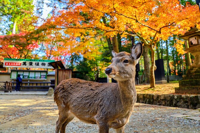 World Heritage Kyoto & Nara Uji Authentic Matcha Experience - Why this Kyoto day trip works well