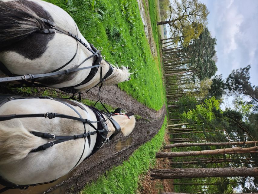 York: Horse Drawn Carriage ride & Cream Tea - A quiet York outing with a country feel