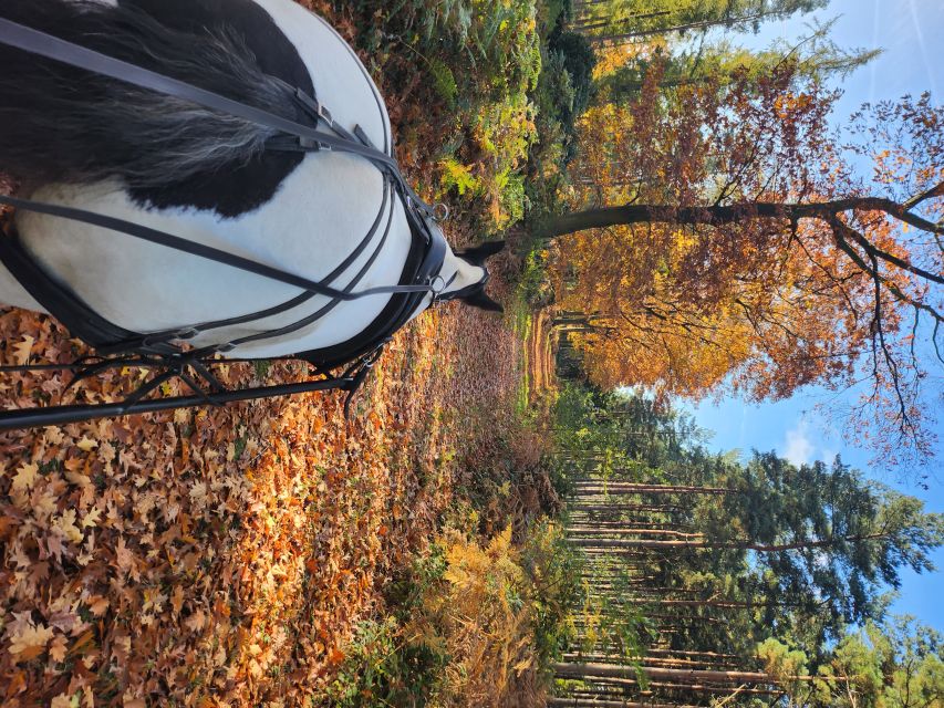 York: Horse Drawn Carriage ride & Cream Tea - Who will enjoy this most?