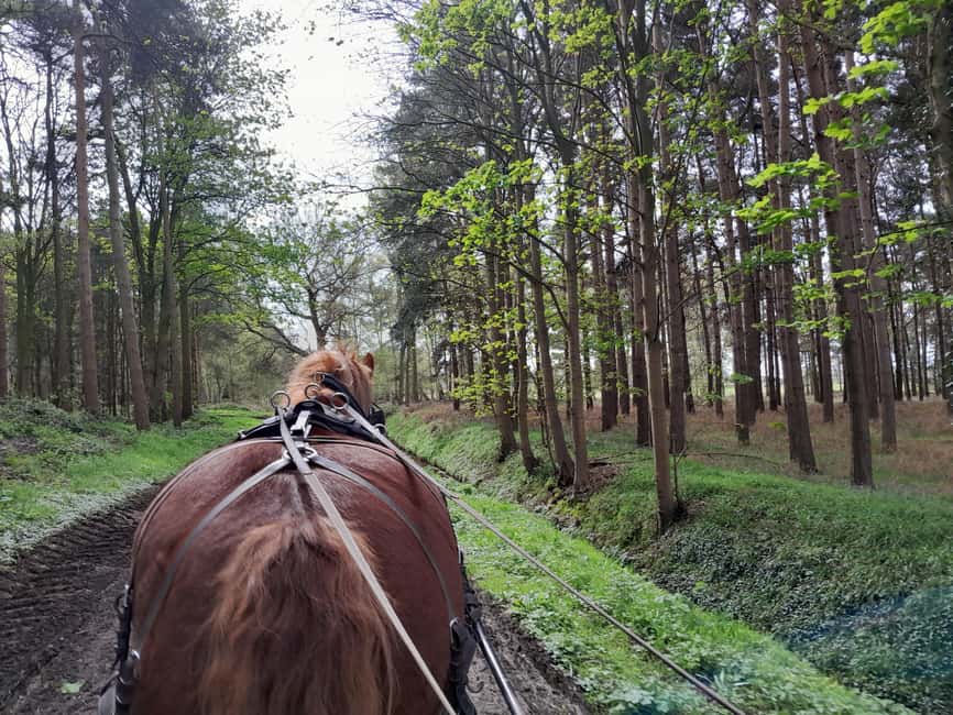 York: Private Horse-Drawn Carriage Ride and Afternoon Tea - Timing, weather, and planning tips